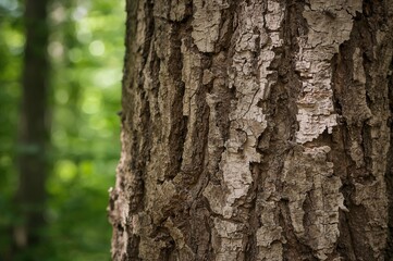 Fototapeta premium Close-up view of textured dry bark