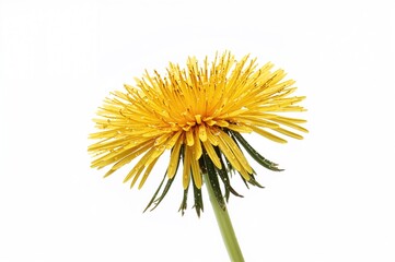 Fototapeta premium Close-up of a dandelion covered in morning dew against a white backdrop