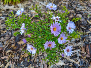 A bunch of purple flowers that are in the dirt