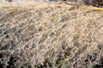 Reed flowers in winter