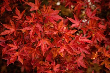 Color scheme suitable for a photo of stunning fall foliage
