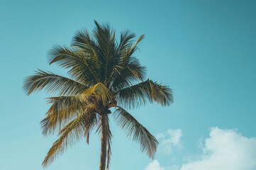 Detailed view of the upper part of a palm tree against a bright blue sky with ample empty space. Summer vacation and travel theme.