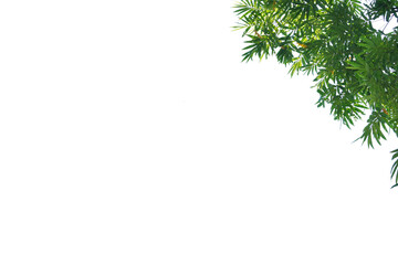 Green leaves die cut white background ready to use