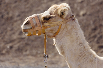 Muzzled Dromedary Camel Side Profile