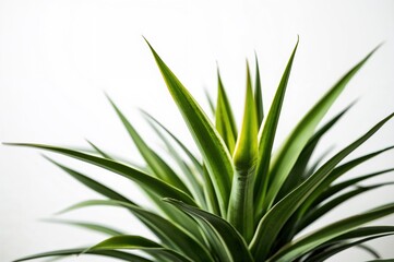 Obraz premium White backdrop featuring a Dracaena plant