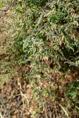 Flowering Artemisia in the Sunlight