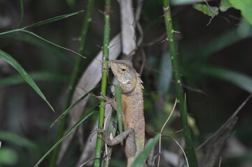 Indian blizzard, Calotes versicolor