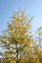The golden-yellow green plant, the golden string money willow