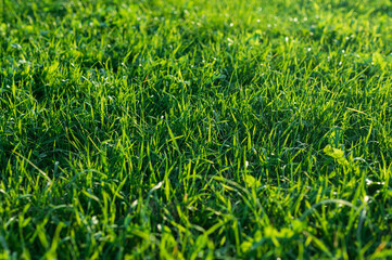 Morning Dew on Fresh Green Grass Lawn