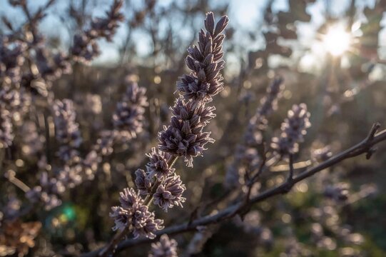Detailed view of alder tree catkins with lavender hues