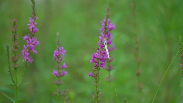 A White Butterfly on a Lythrum anceps Flower