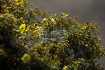 Nature close-up: spider web amongst flowering bushes with yellow blooms