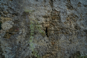 Grunge stone wall with green plant on it. texture background