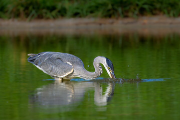 young Grey Heron in a pond in the morning light