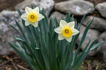Naklejka premium Rock garden featuring vibrant Daffodil Rip Van Winkle blooms during springtime