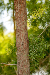 The straight and tall trunk of the golden willow
