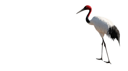 Obraz premium Girl student holding bag and pointing forward background isolated on a Transparent background, PNG file.