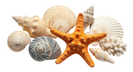 A Collection of Seashells and Starfish Isolated Transparent
