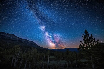 Fototapeta premium Sleeping Beneath the Milky Way Among Ancient Pine Trees