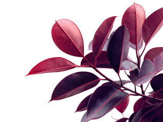 Close-up of vibrant crimson and purple leaves