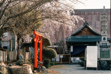 Torii gate and cherry blossom, sakura blooming in Japanese shrine at Yoshino, Japan