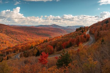 Obraz premium Scenic autumn landscape featuring a pathway winding through wooded area