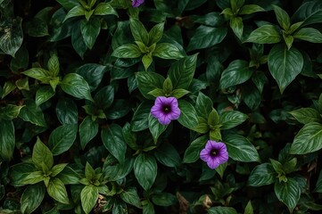 Lovely violet trumpet-shaped blossoms with lush green foliage thriving in a tropical environment