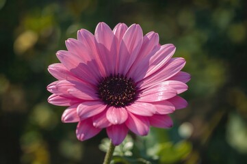 Fototapeta premium Stunning macro shot of a vibrant summer blossom at its peak.