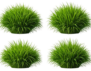 Four clumps of lush green grass, isolated on a transparent background, PNG