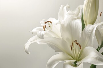 Close-up of elegant white lilies against a pale backdrop