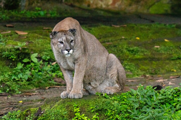 Fototapeta premium lynx in the zoo