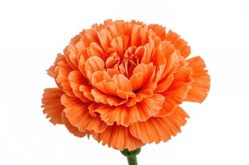 Vibrant Orange Carnations Blossoming Delicately