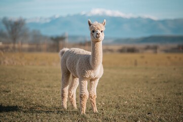 Close-up of an adorable fluffy white alpaca gazing into the lens, bathed in gentle sunlight with its shadow cast on the grassy field, set against a backdrop of distant, hazy hills.