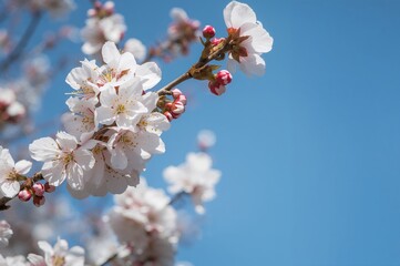 Blooming cherry blossom tree sharply focused against a clear blue sky with ample empty space