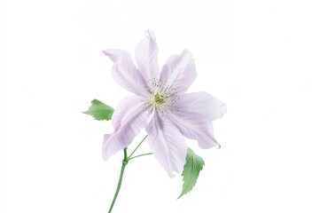 Obraz premium Gorgeous clematis flowers blossoming against a plain white backdrop