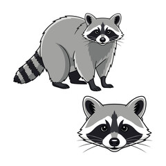 Raccoon Fullbody and Head Isolated on White