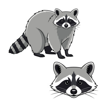 Raccoon Fullbody and Head Isolated on White
