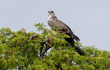 Aigle martial, Martial eagle, Polemaetus bellicosus, parc national d'Arusha,  Tanzanie