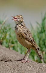 Alouette à nuque rousse,
Corypha africana, Rufous naped Lark, Afrique