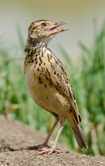 Alouette à nuque rousse,
Corypha africana, Rufous naped Lark, Afrique