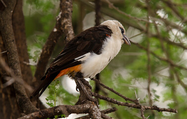 Alecto à tête blanche,
Dinemellia dinemelli, White headed Buffalo Weaver, Afrique