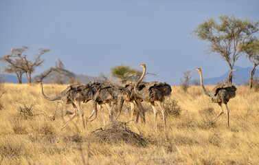 Autruche somalienne, Autruche de Somalie,
Struthio molybdophanes, Somali Ostrich, Réserve...