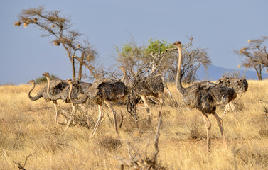 Autruche somalienne, Autruche de Somalie,
Struthio molybdophanes, Somali Ostrich, Réserve...