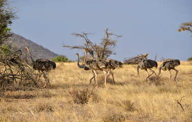 Autruche somalienne, Autruche de Somalie,
Struthio molybdophanes, Somali Ostrich, Réserve...