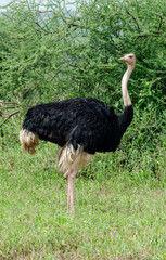 Autruche d'Afrique,
Struthio camelus, Common Ostrich, mâle, Tanzanie