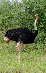 Autruche d'Afrique,
Struthio camelus, Common Ostrich, mâle, Tanzanie