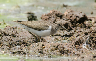 Chevalier guignette,
Actitis hypoleucos, Common Sandpiper