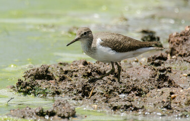 Chevalier guignette,
Actitis hypoleucos, Common Sandpiper