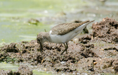Chevalier guignette,
Actitis hypoleucos, Common Sandpiper