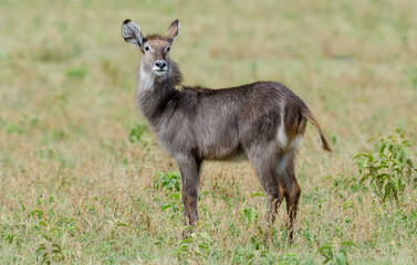 Cobe à croissant, Kobus ellipsiprymnus, Afrique de l'Est